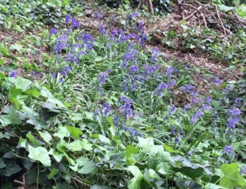 Westcombe Woodlands Volunteer Mornings 2 March and 5 April