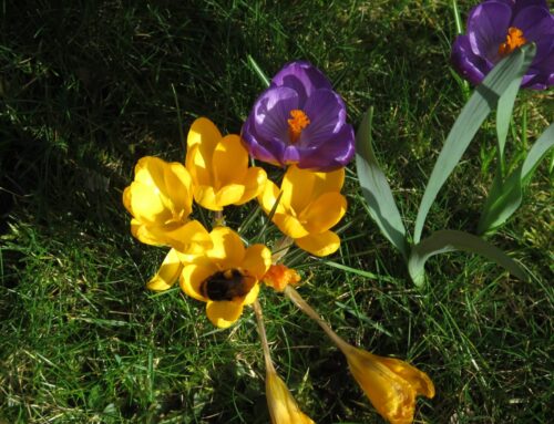 Free Bumblebee identification course, Friday 17 April